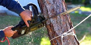 How Our Tree Care Process Works  in  Haltom City, TX